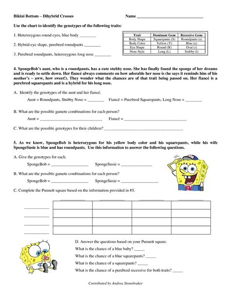 Gen Spbobdihybird Mendelian Genetics Worksheet Contributed By Andrea Stonebraker Bikini