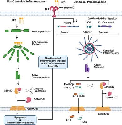 Frontiers Caspase And Biology In The Pathogenesis Of