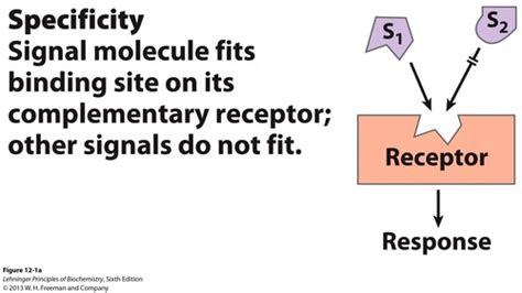 BIOL 541 Signal Transduction Flashcards Quizlet