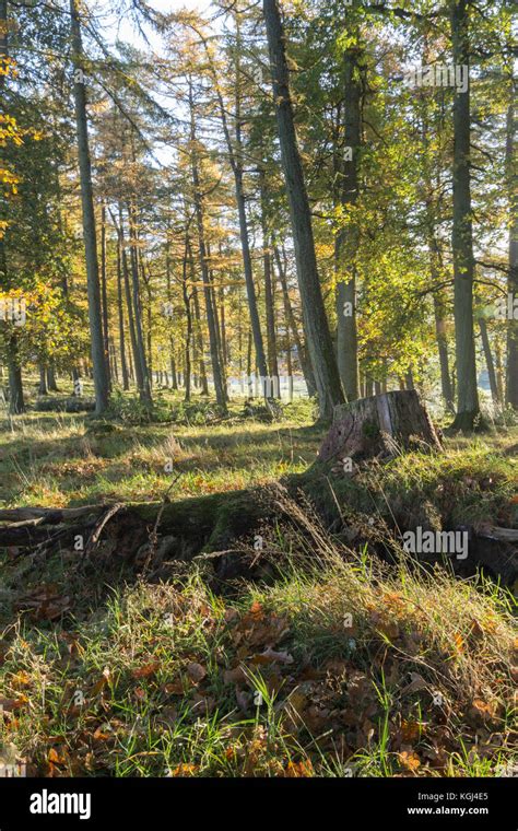 Woodland in Autumn Stock Photo - Alamy