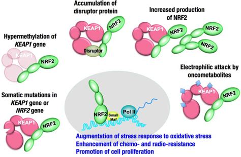 Increased activity of NRF2 in cancer cells. The degradation of NRF2 is ... 