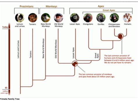 Early Primate evolution Flashcards | Quizlet