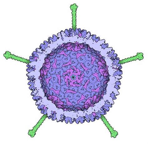 Design of Adenovirus Based Vaccines for Cancer - Creative Biolabs