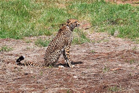 Indian cheetah reintroduction problems - The Centre for Fortean Zoology