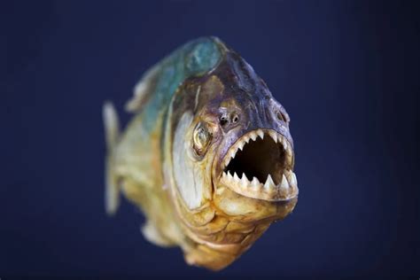 Fish With Teeth That Will Surprise You