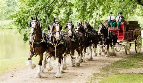 Budweiser Clydesdale Horses Return to Birmingham This Week - Birmingham ...