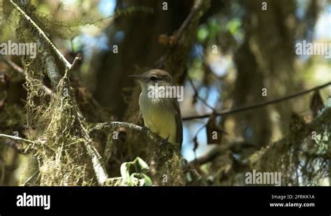 Myiarchus Flycatcher Stock Videos And Footage Hd And 4k Video Clips Alamy