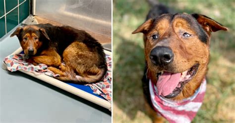 Un chien de refuge âgé et triste est adopté quelques instants avant d