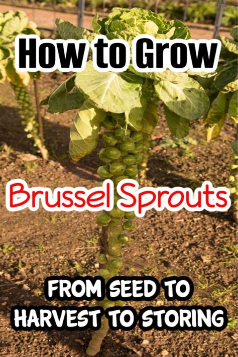 How To Grow Brussels