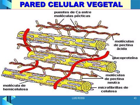 METABOLISMO VEGETAL Ppt