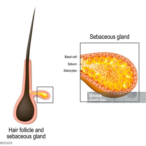 Folikel Rambut Penampang Kelenjar Sebaceous Ilustrasi Stok Unduh