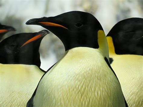 Penguin Encounter - Antarctic Penguin Exhibit - Emperor Penguin - ZooChat