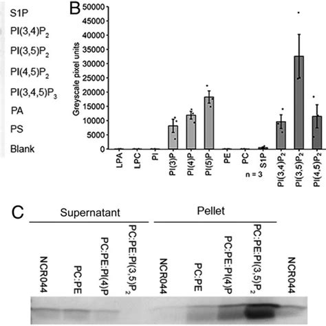 Phospholipid Binding Of Ncr044 A Pip Strip Showing Strong Binding Of