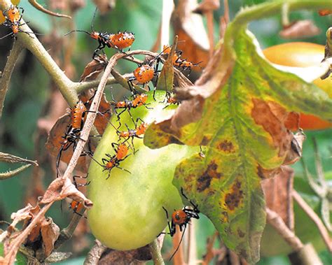 Plagas Y Enfermedades En Agricultura Protegida