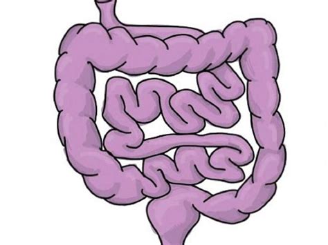 Small Intestine: Small Intestine Function Overview