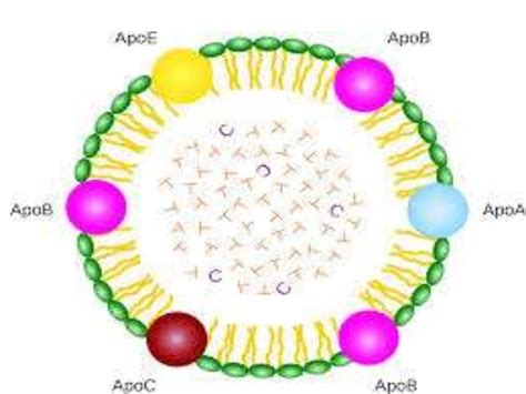 Apo lipoproteins structure and function