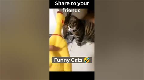 Funny Random Cats 🤣 Cat Compilation Shorts Youtube