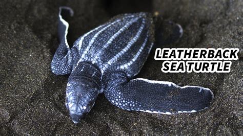 Leatherback Sea Turtle Facts Largest Living Turtle Youtube