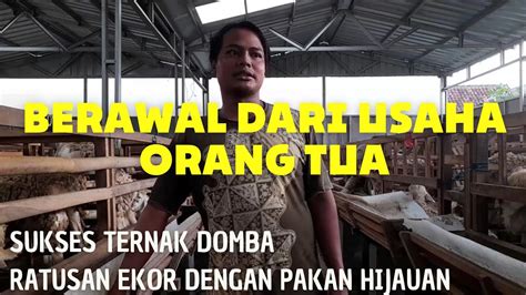 Pemuda Sukses Ternak Domba Ratusan Ekor Dengan Sistem Pakan Hijauan