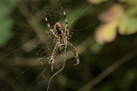 Araneus Spider Web - Free photo on Pixabay