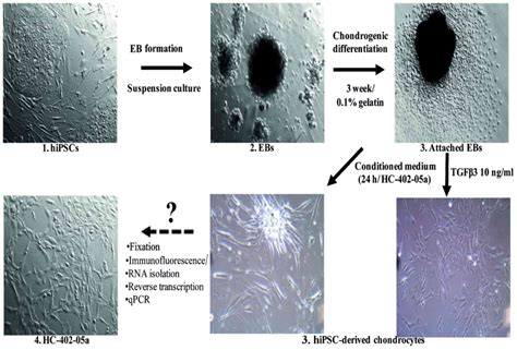 Gene Expression Profile In Human Induced Pluripotent Stem Cells