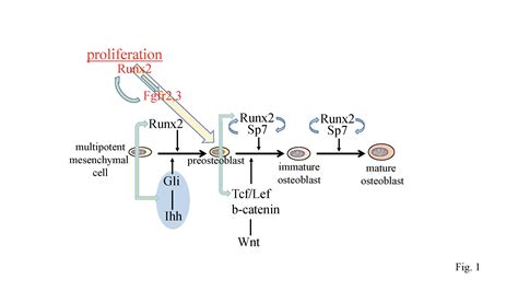 Runx2 And Osteoblasts Encyclopedia