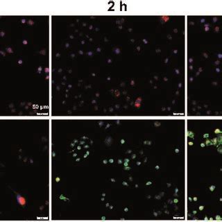 In Vitro Antitumor Effect Of Ptx Nps A Cytotoxicity Of Peg Ptx And