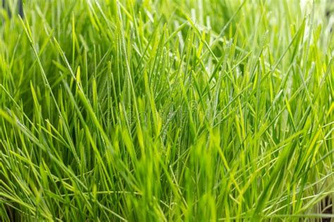 Fresh Green Grass With Water Drops Nature Background Stock Image Image Of Leaf Foliage