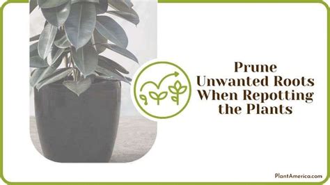 Prune A Rubber Plant To Make Bushy Useful Steps For You Plant America