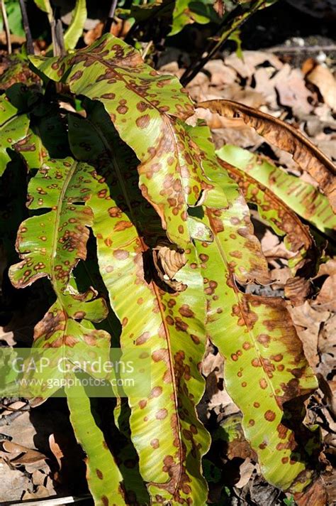 Gap Gardens Asplenium Nidus Birds Nest Fern Damage On Leaves