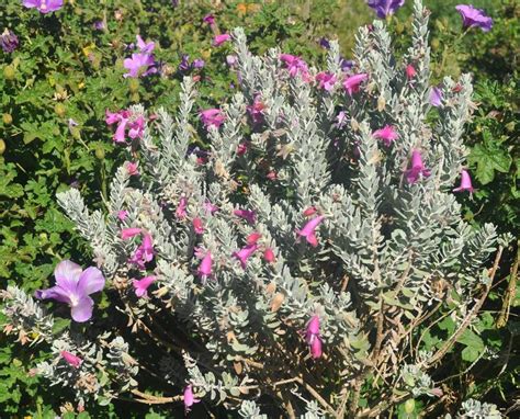 PlantFiles Pictures Eremophila Species Emu Bush Eremophila