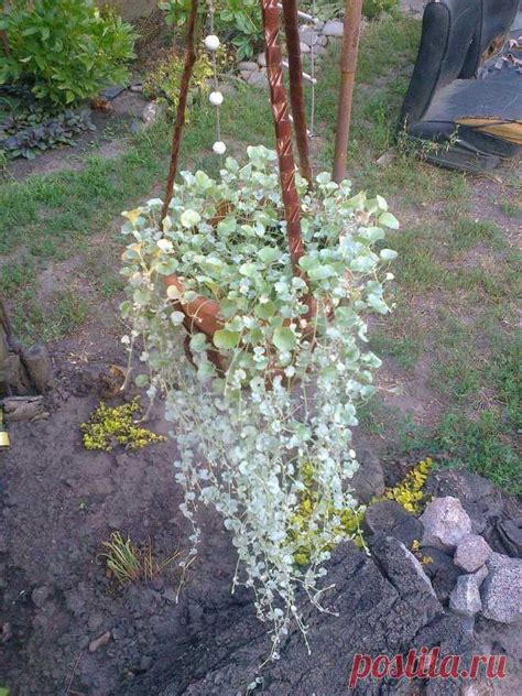 Дихондра ампельная «Серебристый водопад» (Dichondra repens, Dichondra ...