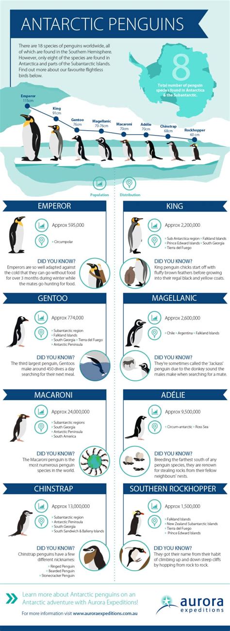 All About Antarctic Penguins | Aurora Expeditions™