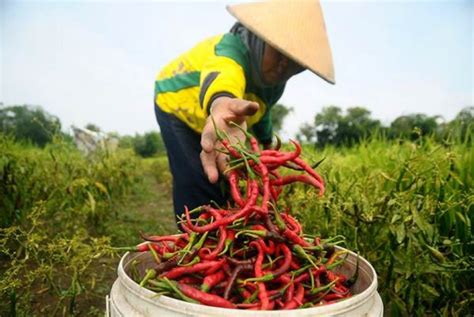 Fungsi ‘cold Storage Terhadap Hasil Produksi Pertanian Mediatani