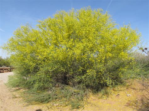 Parkinsonia Florida Blue Palo Verde More Below Pinal Co Flickr