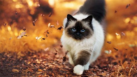 Ragdoll Cat Wallpapers - Wallpaper Cave