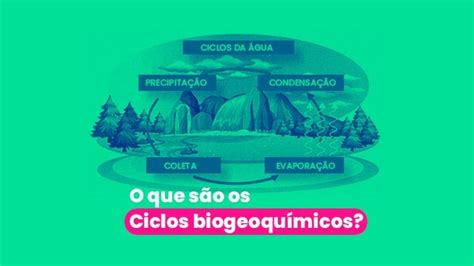 Ciclos biogeoquímicos entenda como ocorre a renovação dos elementos