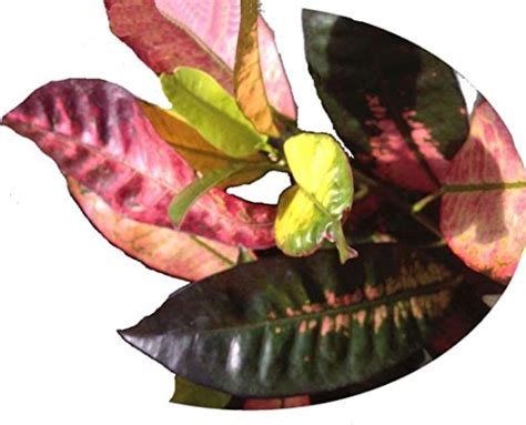 Croton Varieties 20 Best Types Of Croton Plants To Grow At Home