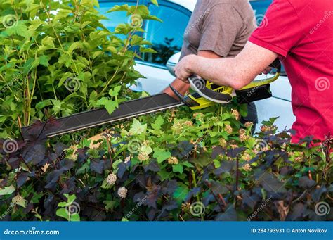 Trimming of Bushes with a Brush Cutter Stock Image - Image of ...