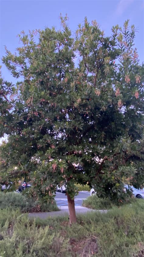 Meet This Tree: Arbutus ‘Marina’ – Strawberry tree - Larchmont Buzz