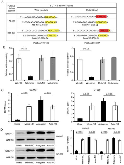 Mir‑378a‑3p Inhibits Cellular Proliferation And Migration In