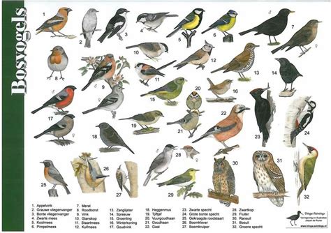 Vogelplaat 1 Animal Posters Bird Identification The Netherlands