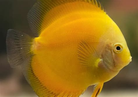 Golden Discus Sydney Exotic Aquariums