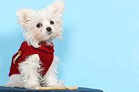 Maltese Puppy Training Product Reviews