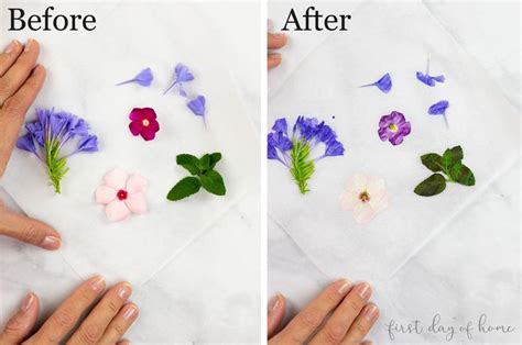 How To Press Flowers A Complete Guide For Beginners Pressed Flowers