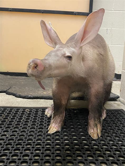 Aardvark Teeth