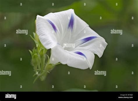 Ipomoea Tricolor Hi Res Stock Photography And Images Alamy