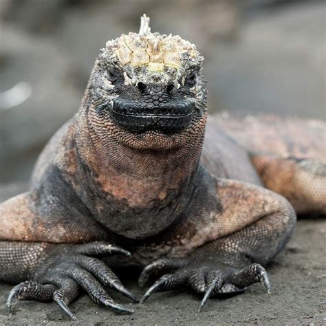 Marine Iguana Amblyrhynchus Cristatus Photograph By Keith Levit