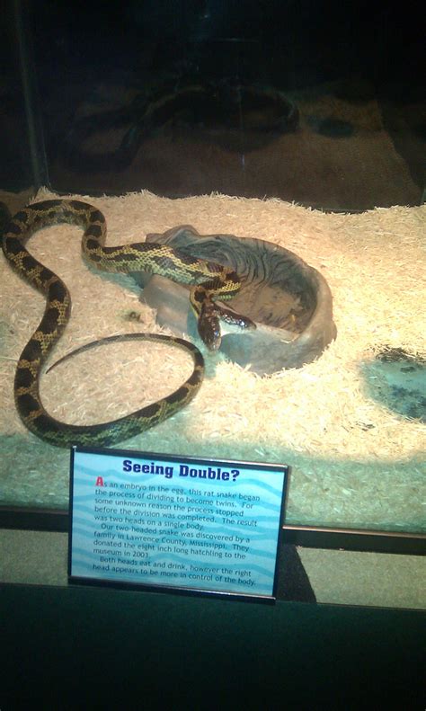 Must-See Mississippi: The Natural Science Museum - MississippiMom.com