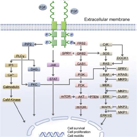 Fgfr Signaling Pathway